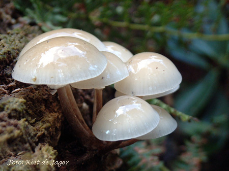 De porseleinzwam (Oudemansiella mucida, synoniem: Collybia mucida) is een witte tot ivoorkleurige plaatjeszwam waarvan de hoed bedekt is met een slijmlaag.