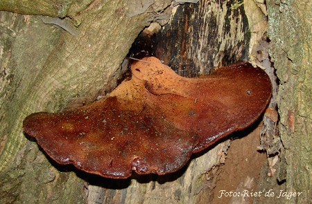 De biefstukzwam is een vaak geziene paddenstoel aan de voet van eiken of in holten van stronken dicht bij de grond. De zwam groeit in de herfst.